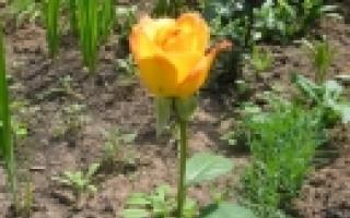 Роза чайно-гибридная GOLDEN MEDALLION