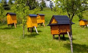 Держать пчел или водить конструкция улья для очень занятых или ленивых
