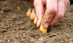 Как выращивают лук на садовом участке