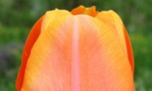 Тюльпаны: выращивание, посадка и уход, когда выкапывать