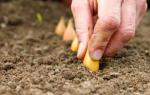 Как выращивают лук на садовом участке