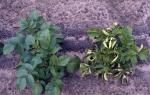 Причины скручивания листьев у картофеля