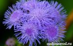 Агератум – пушистые ароматные цветы Агератум размножение